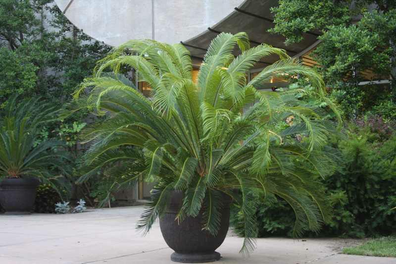 Sago Palm (Cycas revoluta)